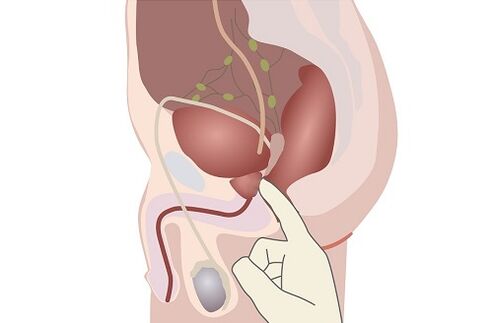 manlig prostata anatomi